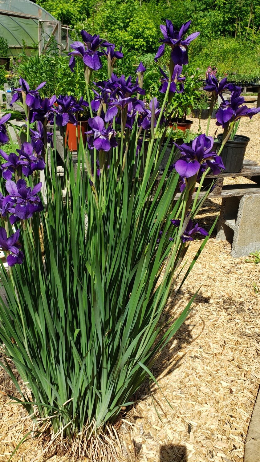 Iris s. (Siberian Iris) Caesar&#39;s Brother  