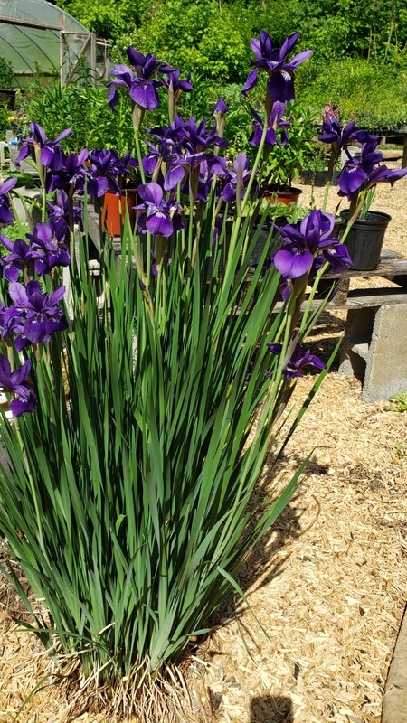 Iris s. (Siberian Iris) Caesar&#39;s Brother  