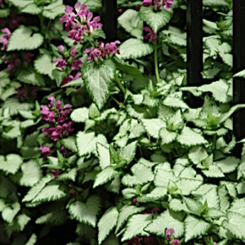 Lamium m.(Beacon Silver)COMING SOON