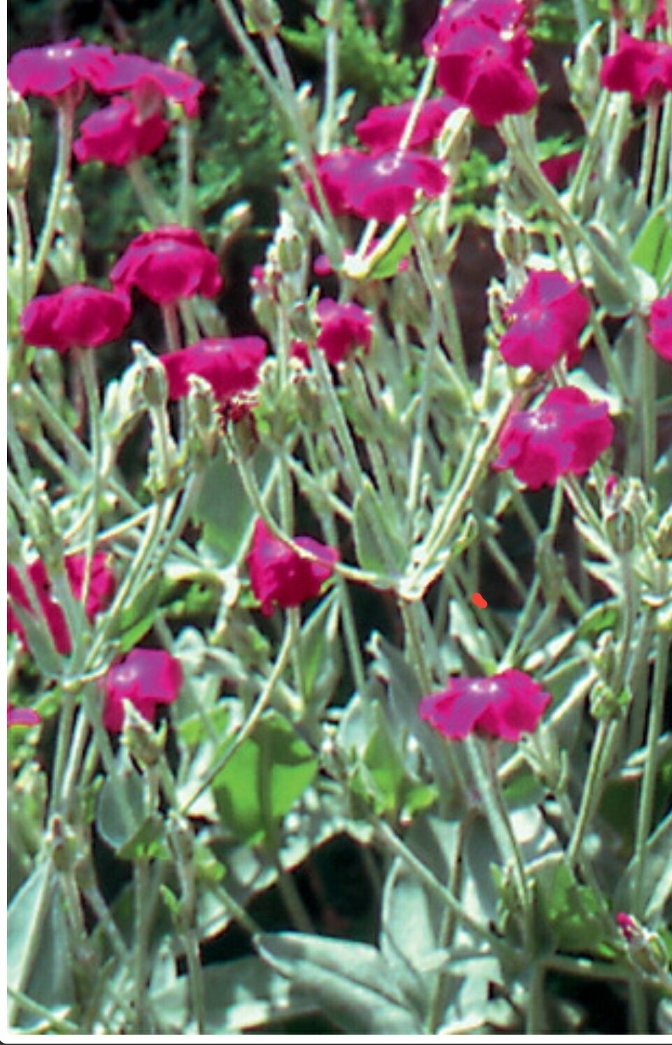 Lychnis coronaria ( Rose Campion)