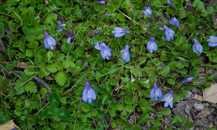 Mazus reptans COMNG SOON