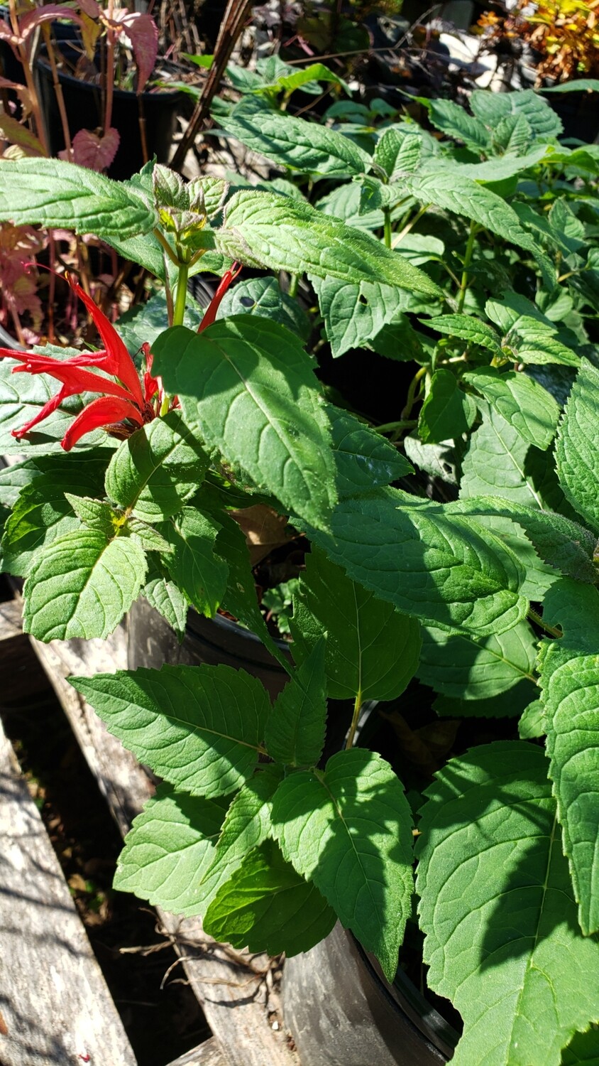 Monarda d &#39;Jacob Cline&#39;  