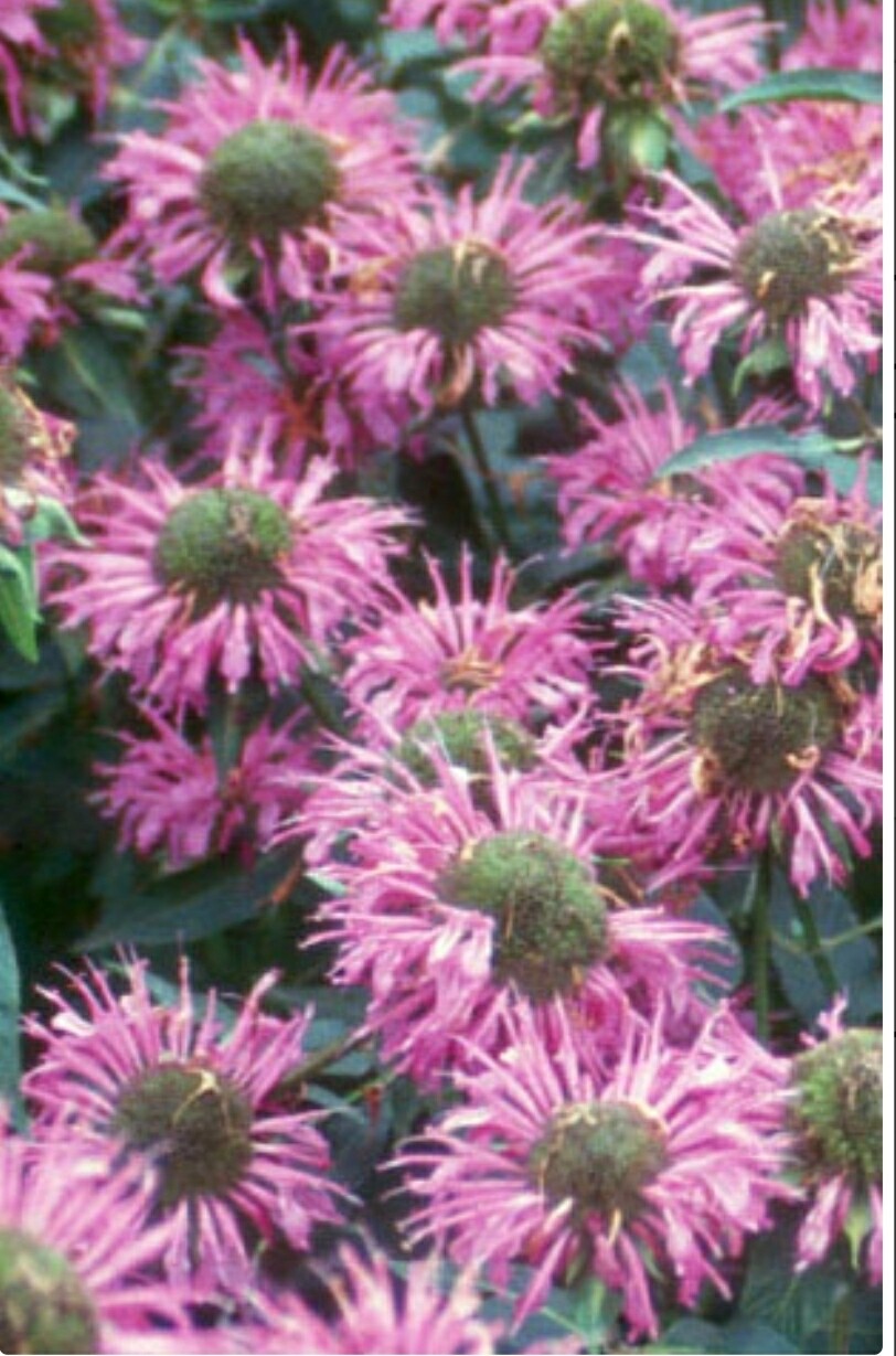 Monarda (Purple Mildew Resistant) Beebalm 