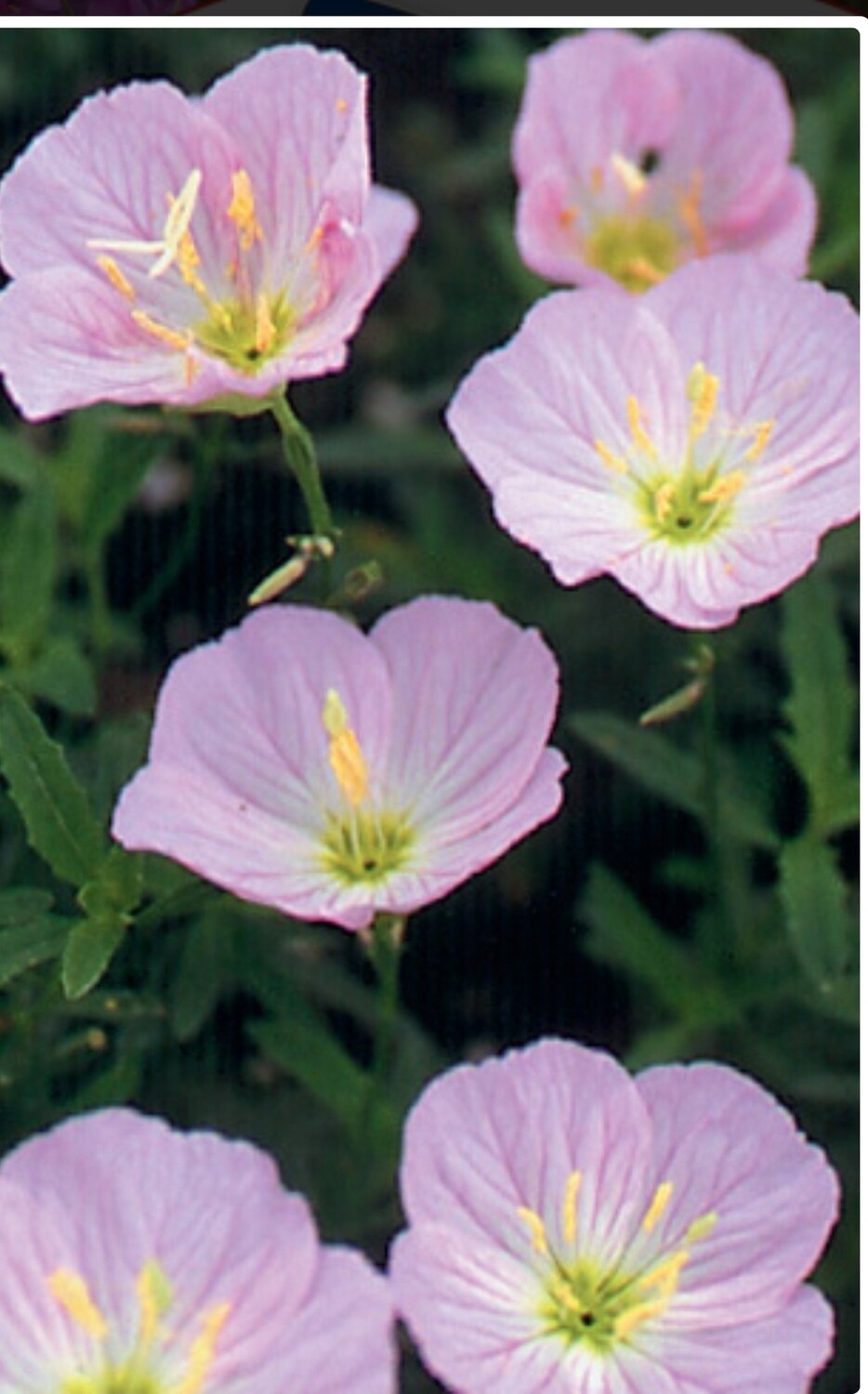 Oenothera b. Siskiyou  