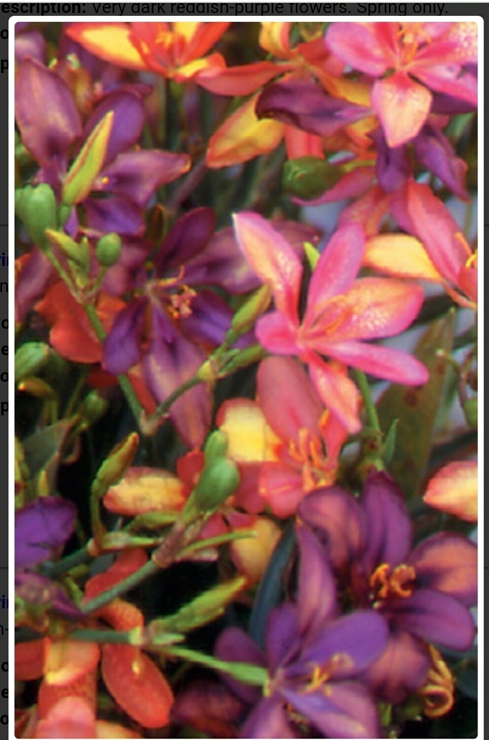 Pardancanda &#39;dazzler&#39; Candy Lily 