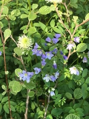 Polemonium reptans (Creeping Jacob&#39;s Ladder)