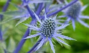 Eryngium p. (Flat Sea Holly)