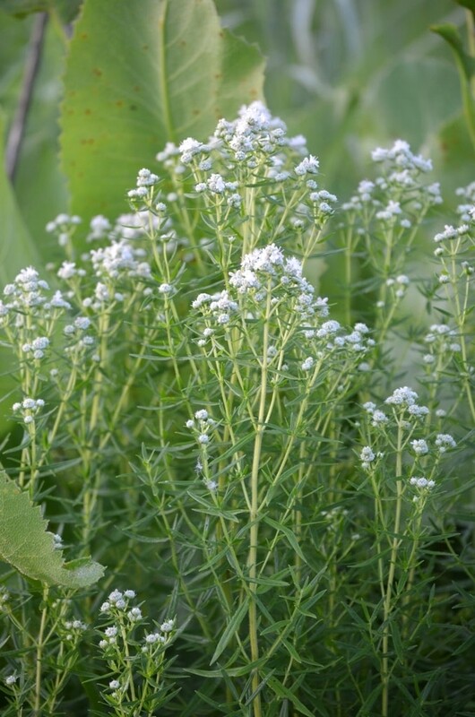 Pycnanthemum virginianum (Virginia Mountain Mint ) 