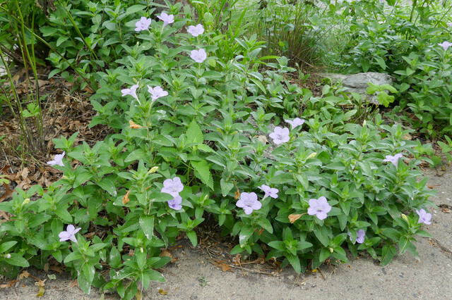 Ruellia humilis (Wild Petunia) Ruellia humilis (Wild Petunia)
