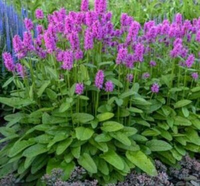 Stachys monieri 'Hummelo' Stachys monieri 'Hummelo'