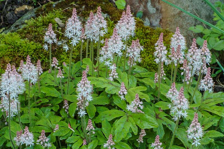 Tiarella wherii(Foam Flower)