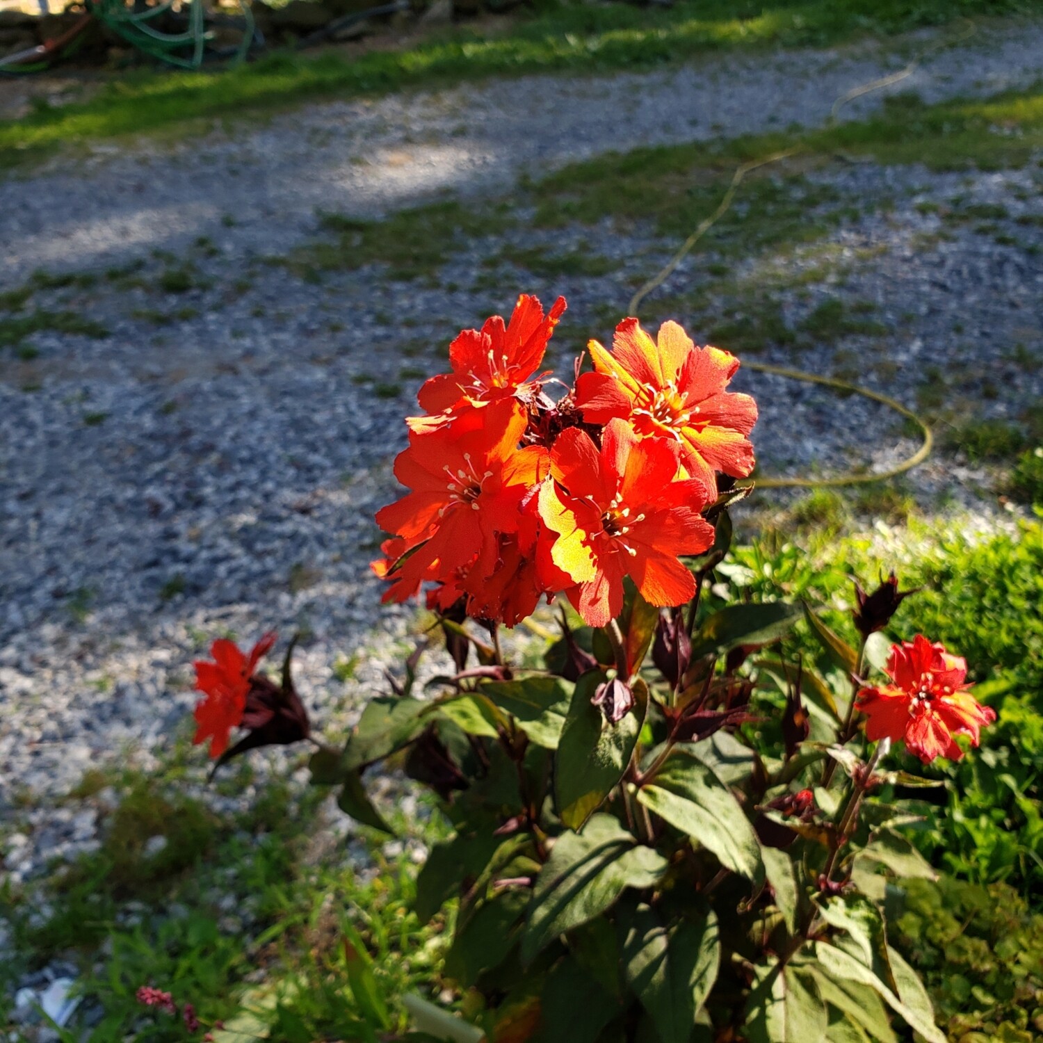 Lychnis &#39;Molten Fire&#39; 