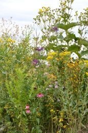Silphium perfoliatum (Cup Plant)