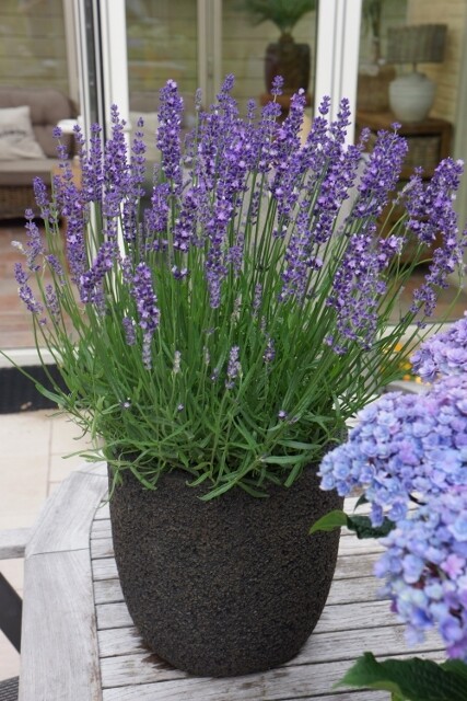 Lavender a. &#39;Big Time Blue&#39;  