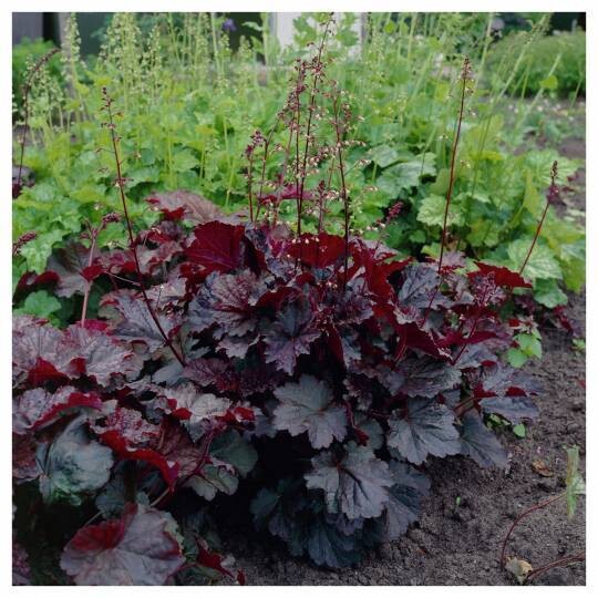 Heuchera &#39;Palace Purple&#39;