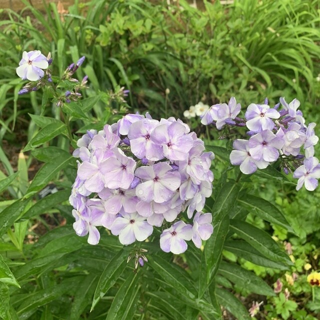 Phlox p. &#39;Franz Schubert&#39;&#39; 