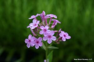 Phlox p. &#39;Jeana&#39;  COMING SOON