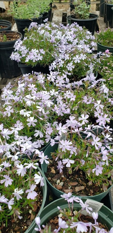 Phlox subulata (Creeping Phlox) Emerald Blue