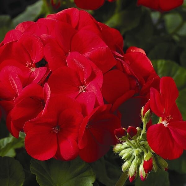 Geranium Red 4&quot; pot