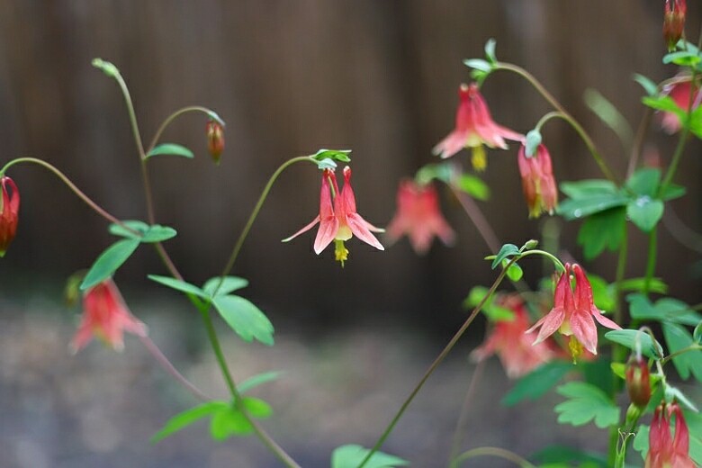 Aquilegia canadensis (Native Columbine) 