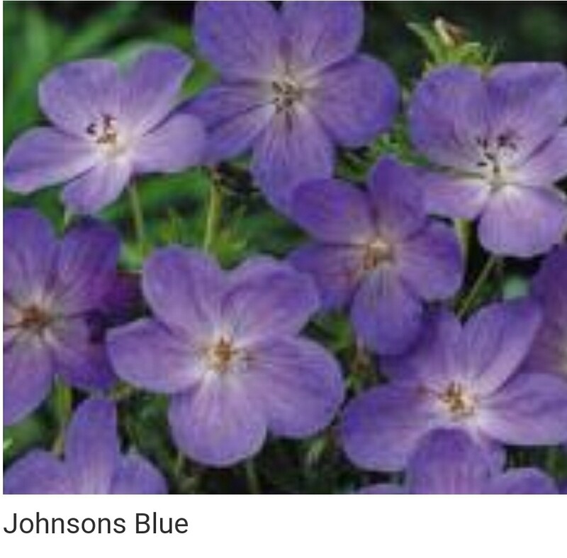 Geranium &#39;Johnson&#39;s Blue&#39; 