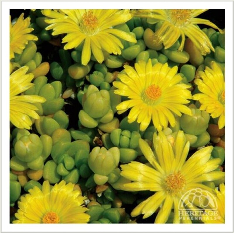 Delosperma &#39;Gold Nugget&#39; Iceplant