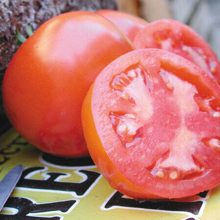 Tomato Bush Beefsteak 4" pot 