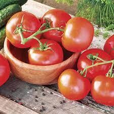 Tomato Celebrity 4" pot