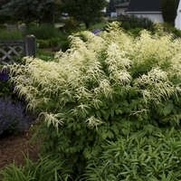 Aruncus d. (Goatsbeard) COMING SOON