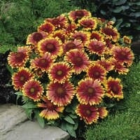 Gaillardia &#39;Arizona Sun&#39; 