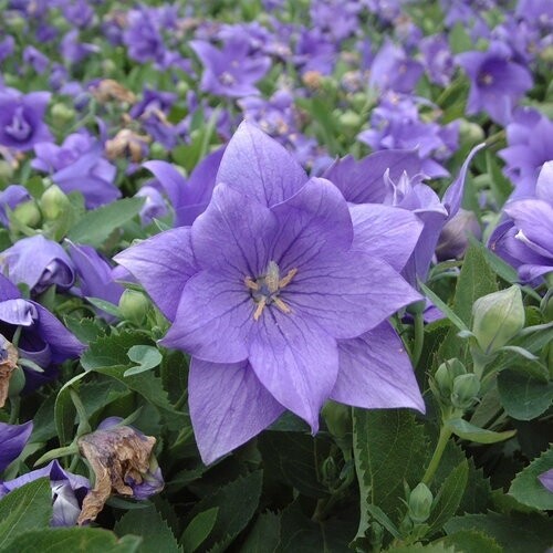 Platycodon 'Astra Blue'