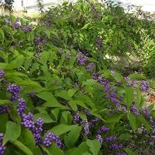 Callicarpa d. (Beauty Berry) Callicarpa d. (Beauty Berry)
