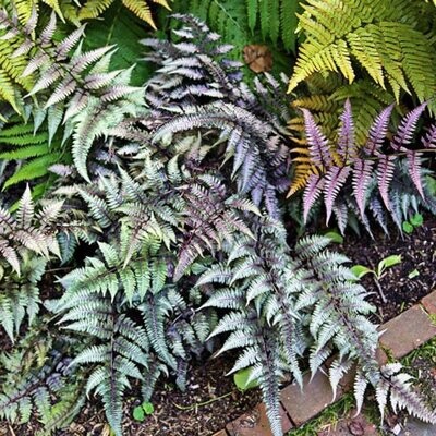Japanese Painted Fern 