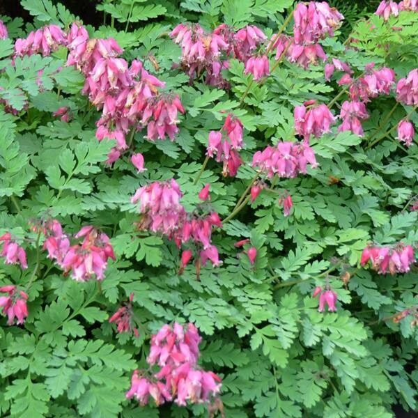 Dicentra e. (Native Bleeding Heart) 