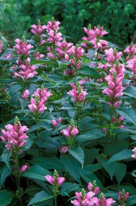 Chelone &#39;Hotlips&#39; 