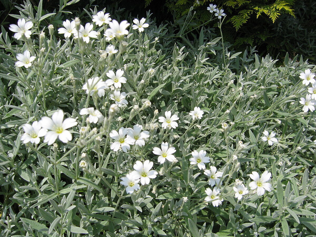 Cerastium t. (Snow in Summer) 
