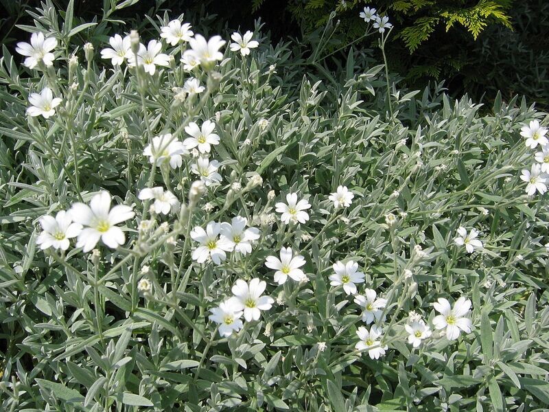 Cerastium t. (Snow in Summer) 