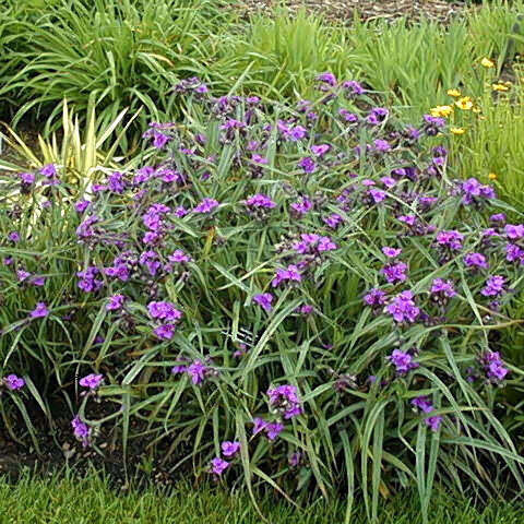 Tradescantia (Spiderwort)  Zwanenberg Blue 