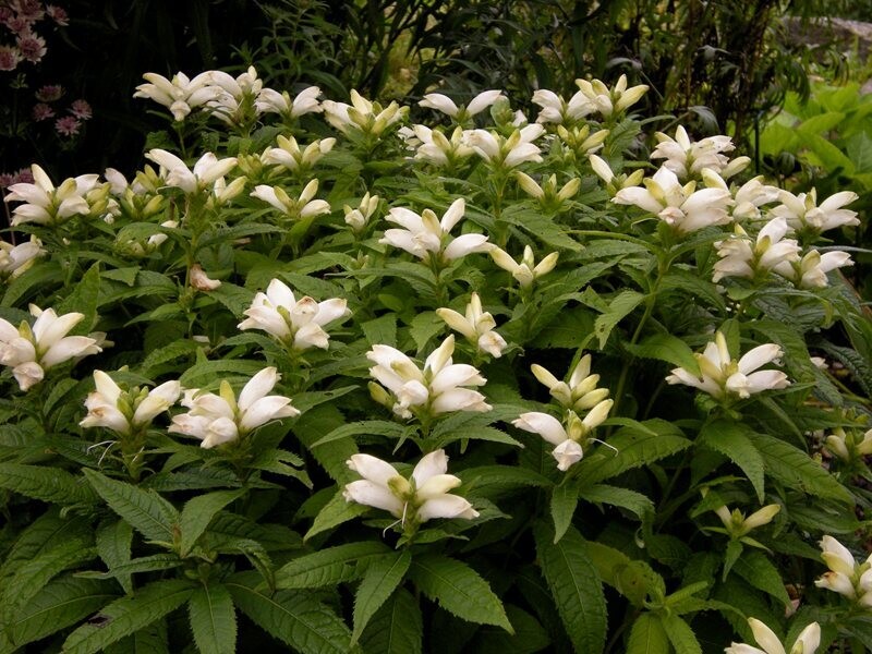 Chelone g. (WhiteTurtlehead) Host Plant  
