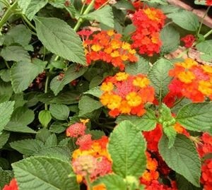 Lantana red Lantana red