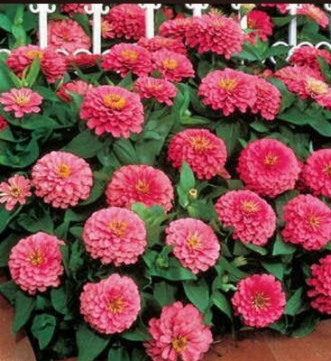 Zinnia &#39;Dreamland Pink&#39;, Red, Yellow 4&quot; pot COMING