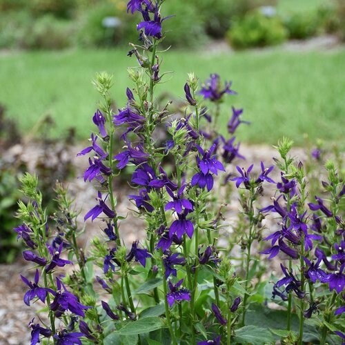 Lobelia siphilitica 