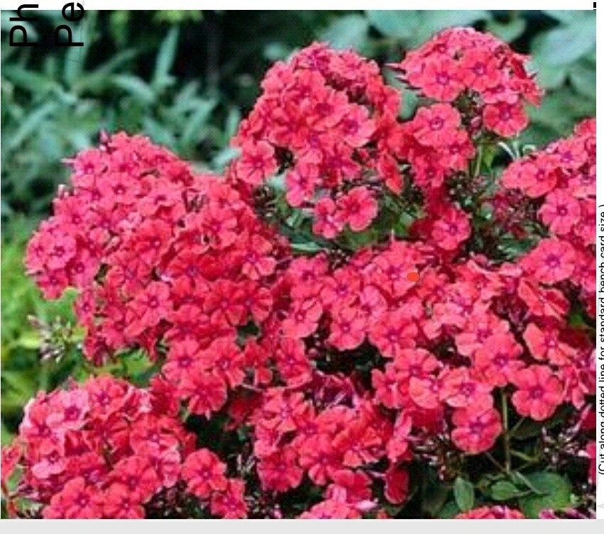   Phlox p. (Orange Perfection)