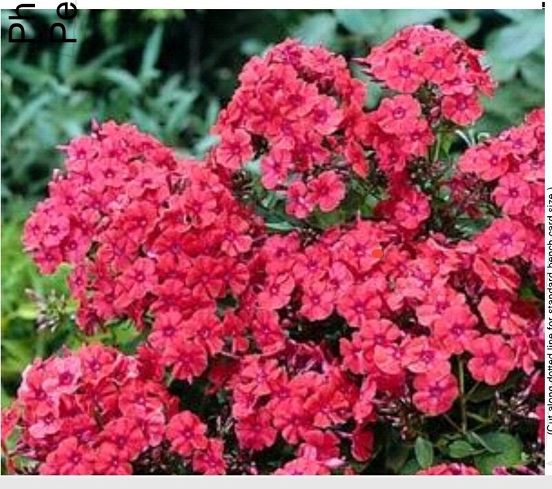   Phlox p. (Orange Perfection)