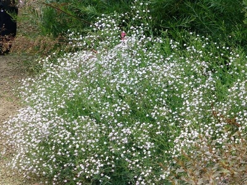 Gypsophila (Baby's Breath) Gypsophila (Baby's Breath)