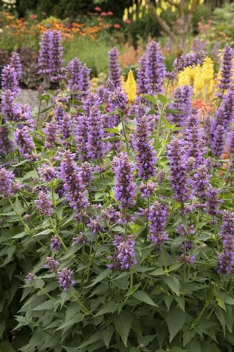 Agastache &#39;Blue Fortune&#39;