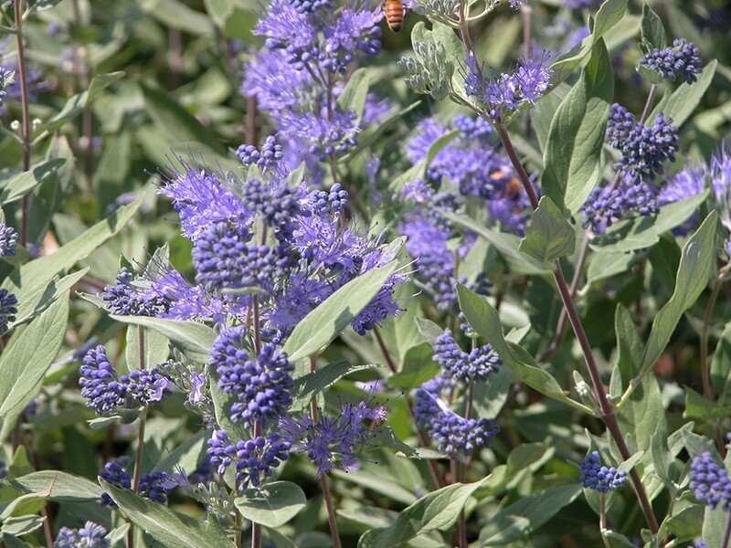 Caryopteris c. (Blue Mist Shrub) 