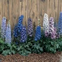 Delphinium &#39;Connecticut Yankees&#39; 