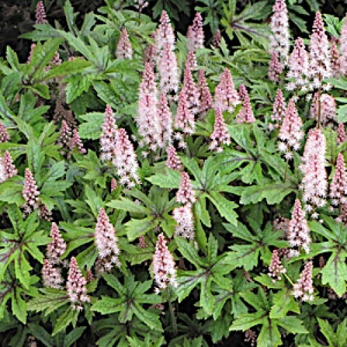 Tiarella 'Running Tapestry' Tiarella 'Running Tapestry'