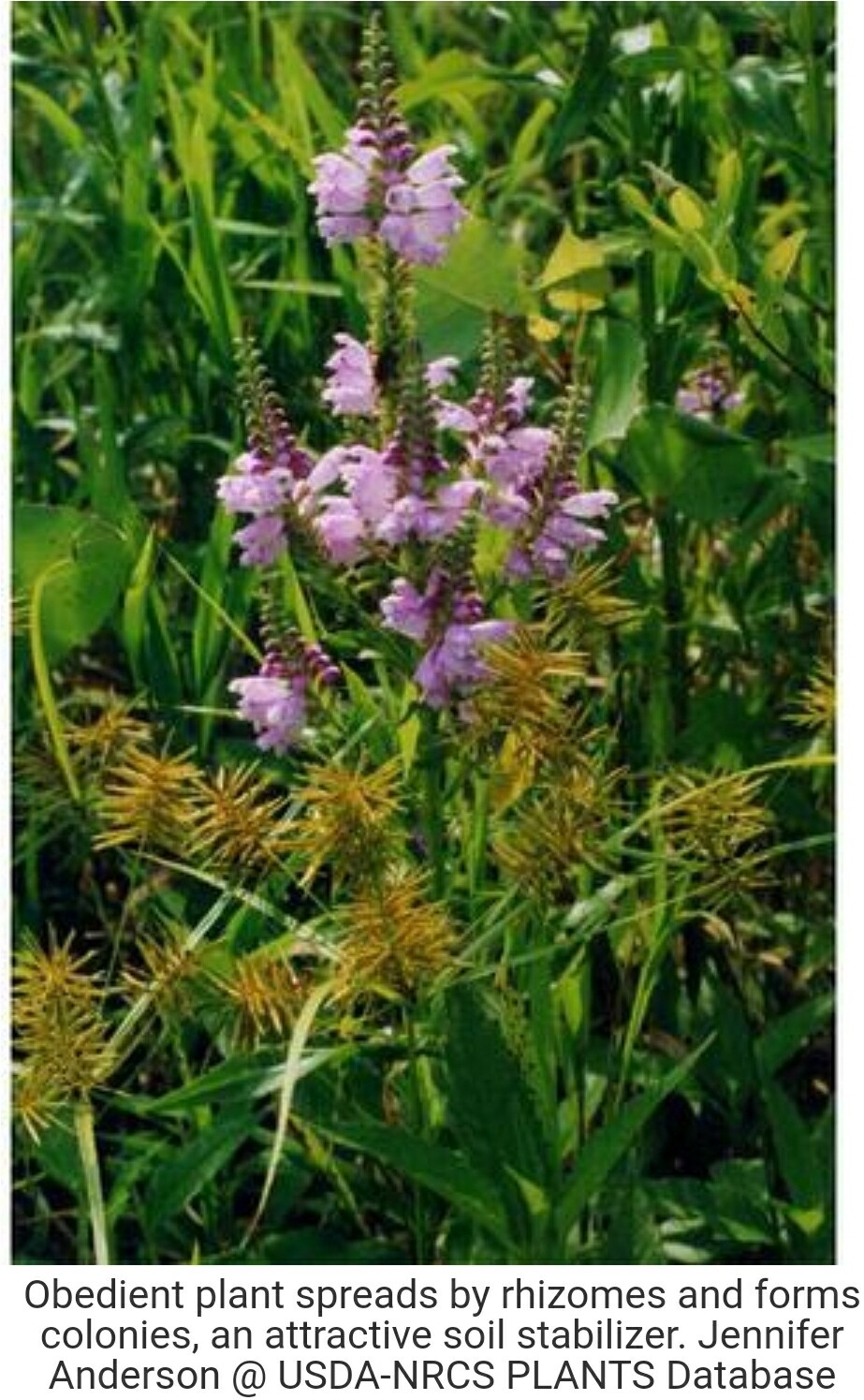 Physostegia (Obedient Plant) 